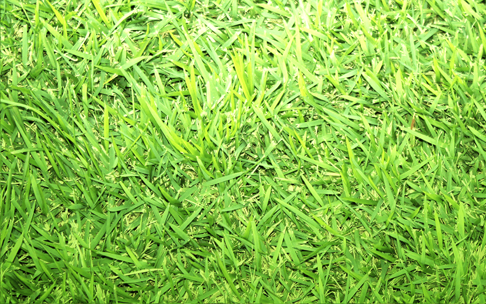 Grama Esmeralda em leivas para entrega em Balsa Nova